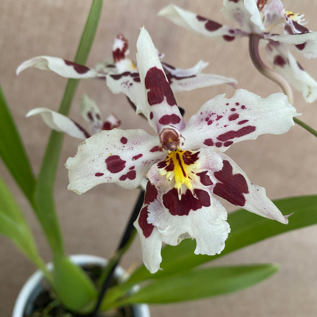 Odontoglossum Anne Claire D9 - fiori profumati