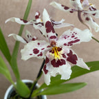 Odontoglossum Anne Claire D9 - flori parfumate