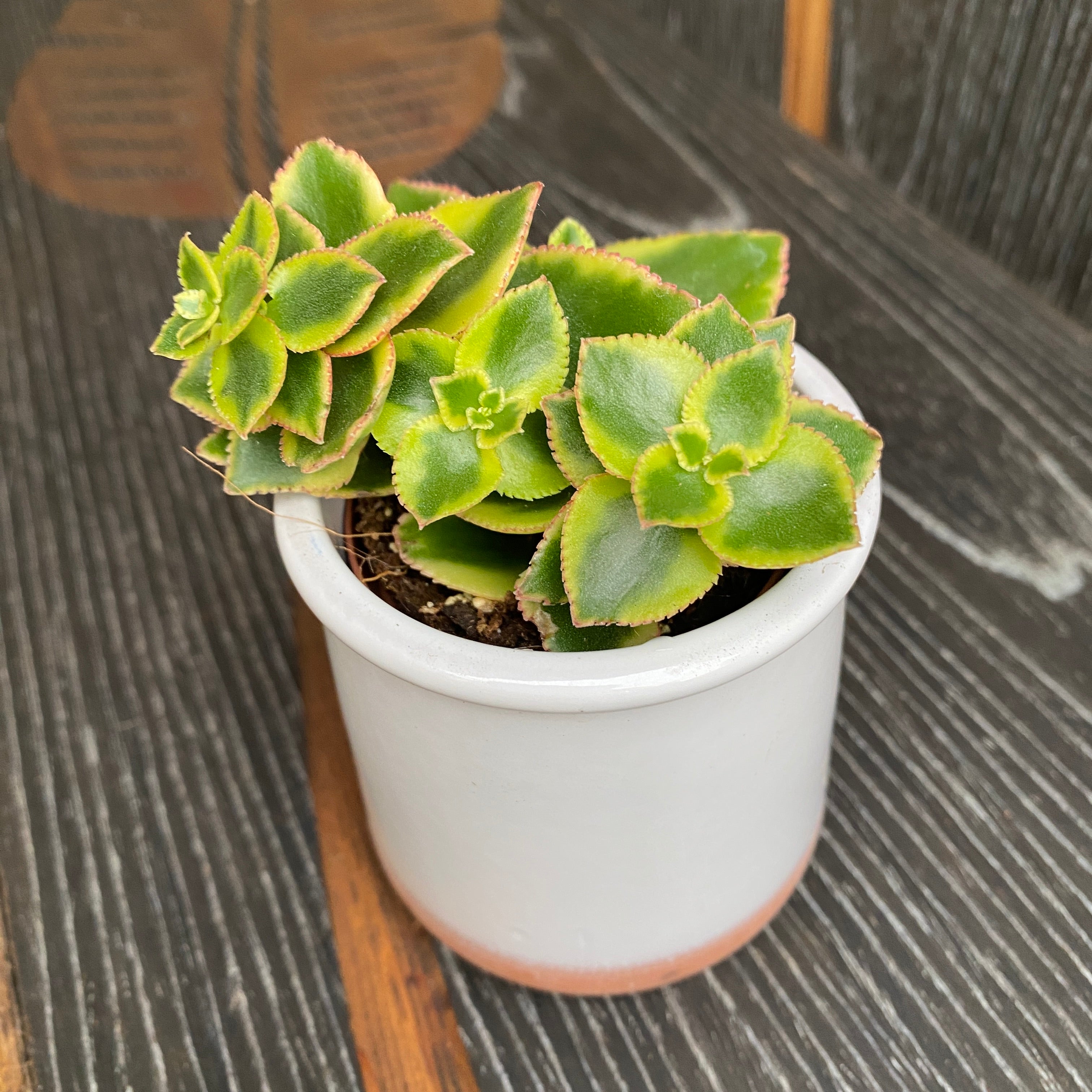 Crassula sarmentosa variegata