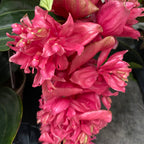 Medinilla magnifica 'Dolce Rossa' - A Király Virága