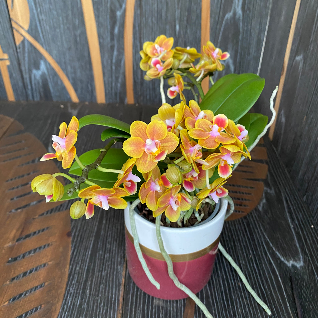 Phalaenopsis Shih Fang Savory Orange - fleurs parfumées