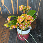 Phalaenopsis Shih Fang Savory Orange - vonné květy