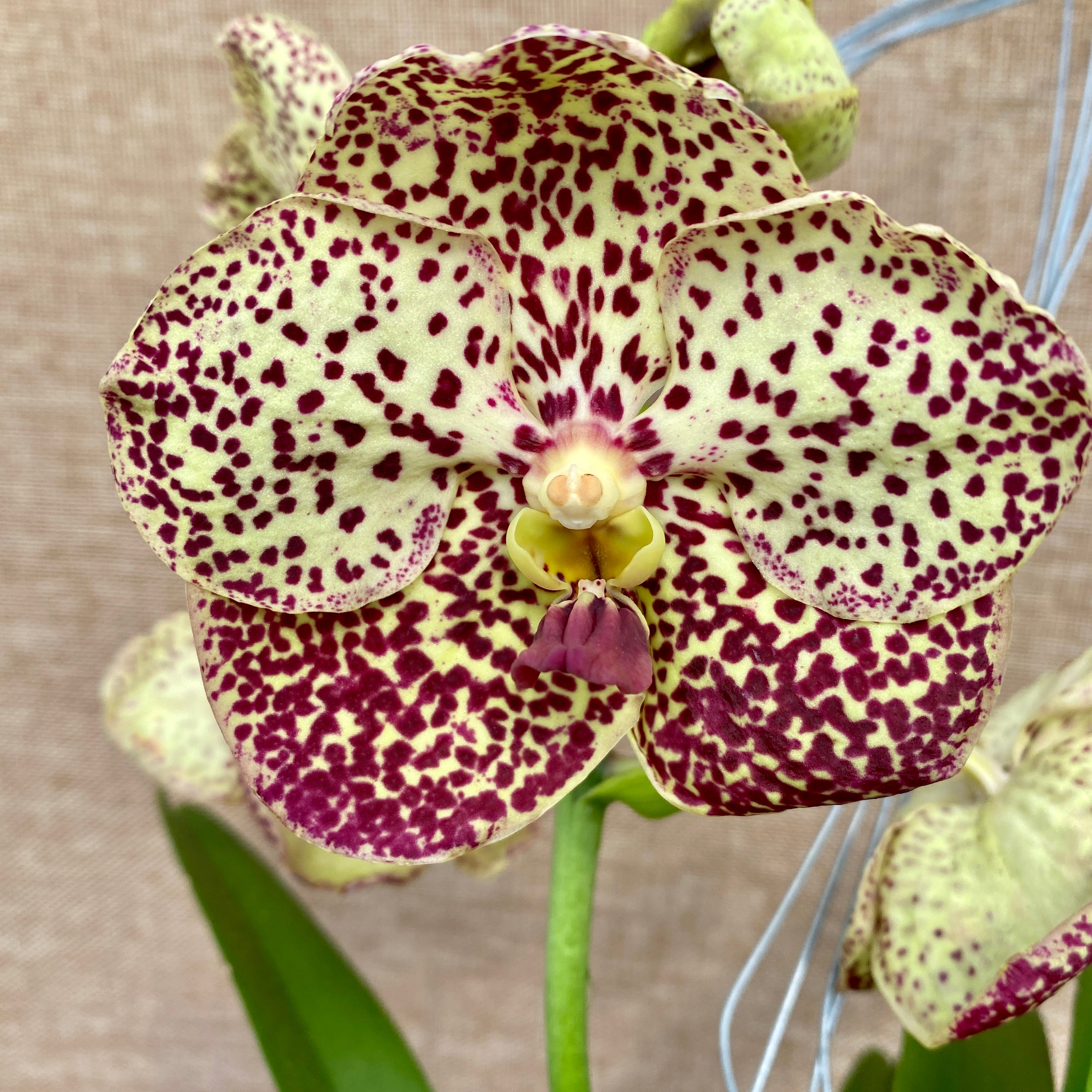 Vanda SUNANDA Ocelot Sienna (ANSU)