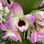 Dendrobium Sunny Eyes *fragrant