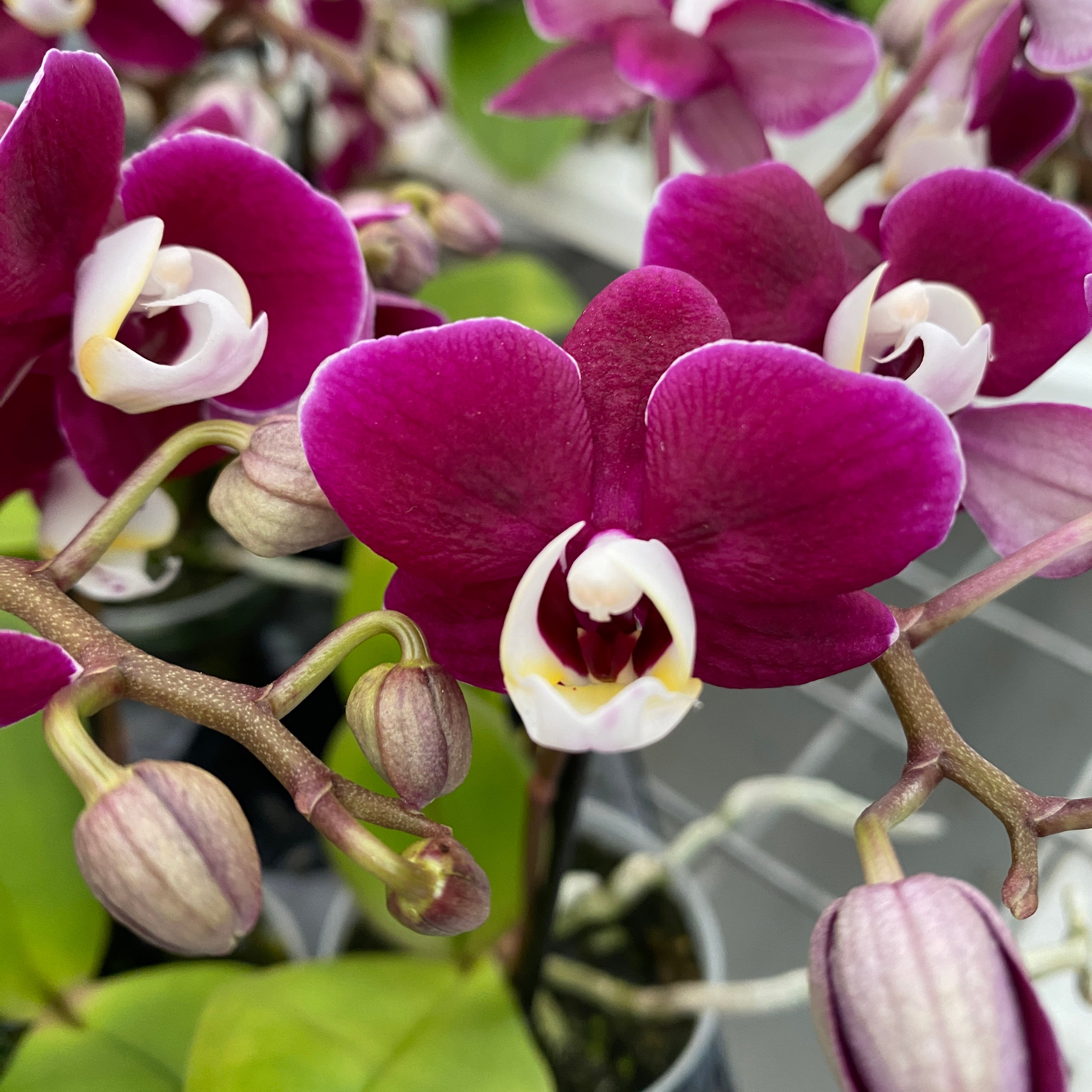 Phalaenopsis Yara (miniatura)