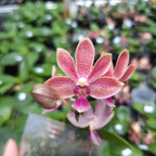 Phalaenopsis Caribbean Sunset × minus