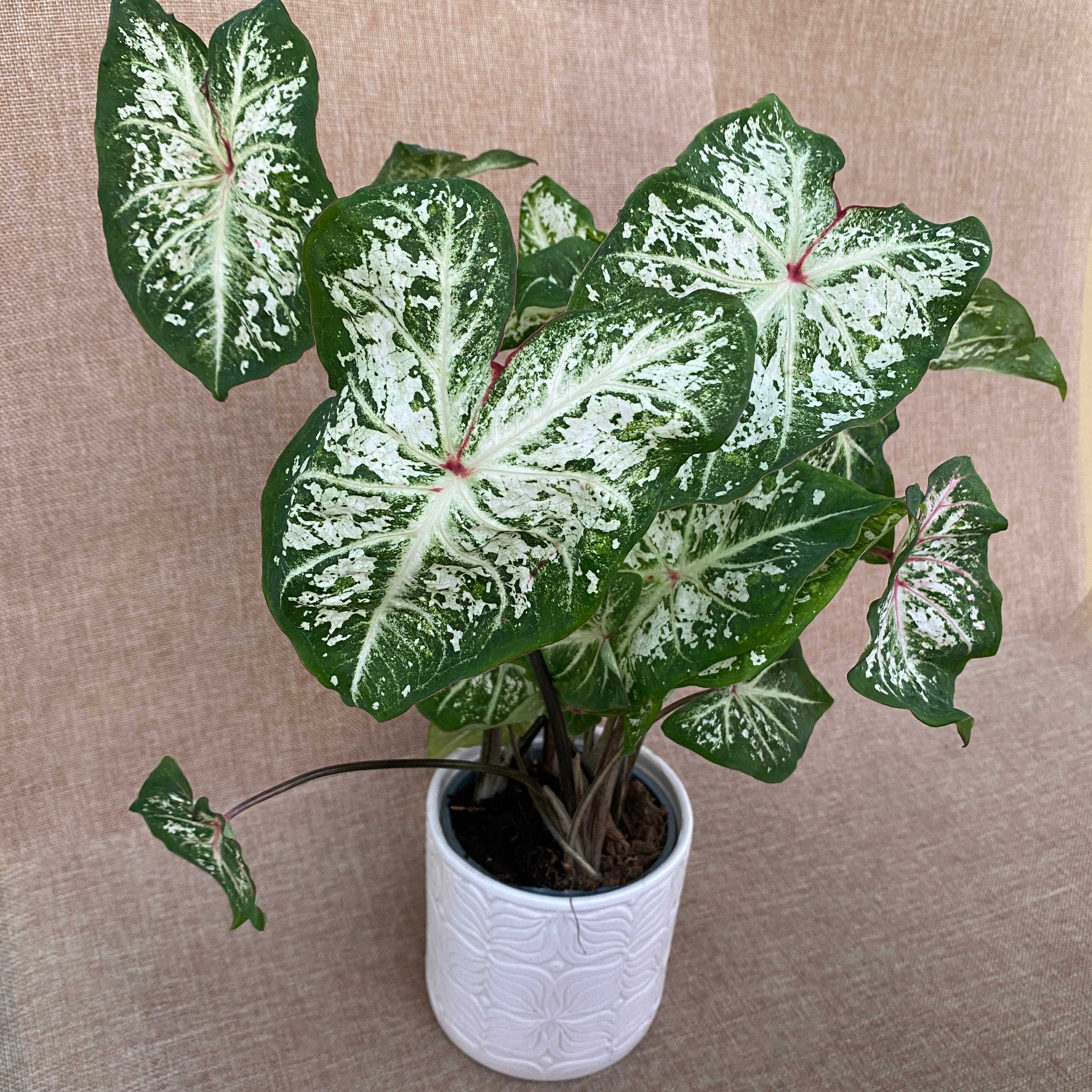 Caladium 'Snow Flurry'