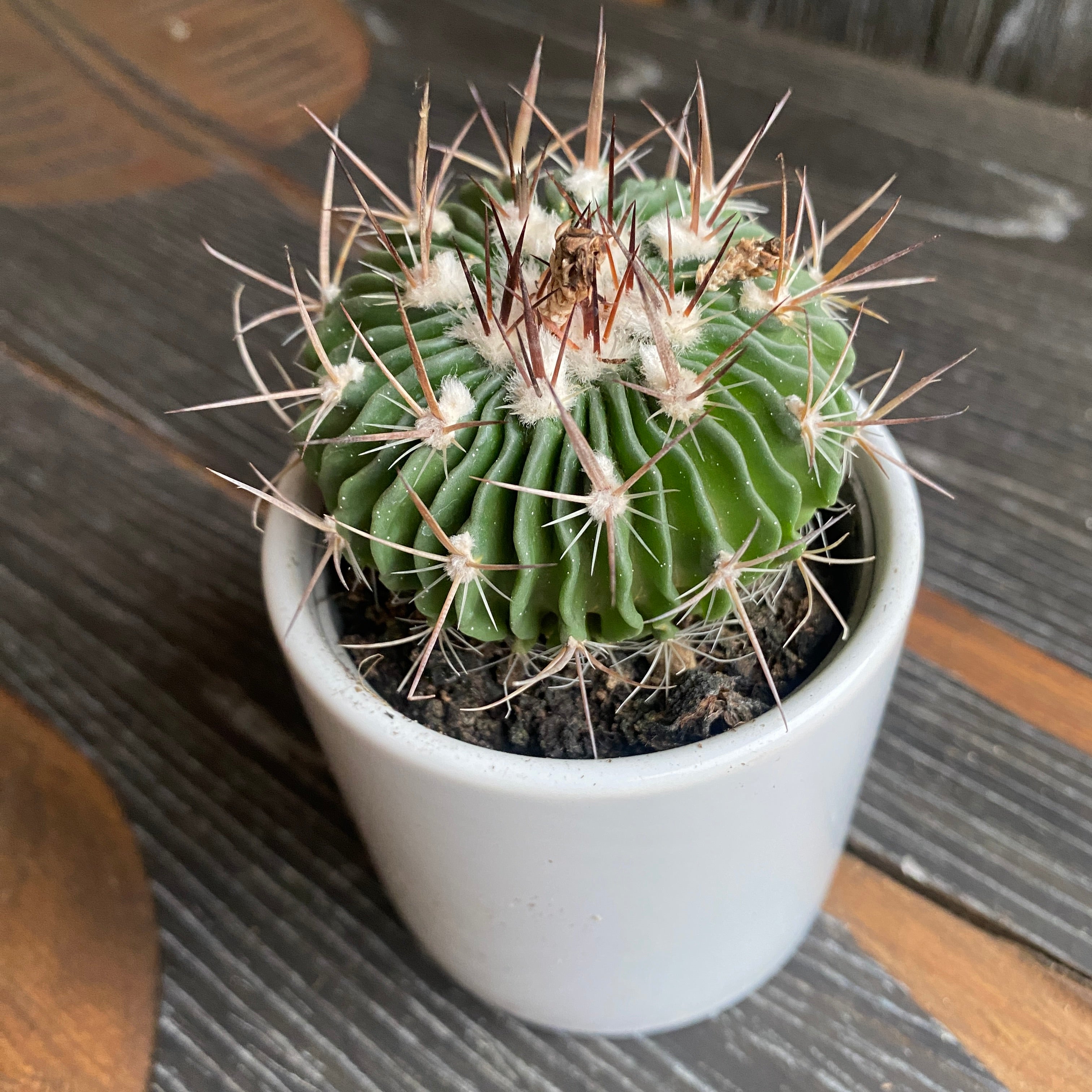 Echinofossulocactus phyllacanthus