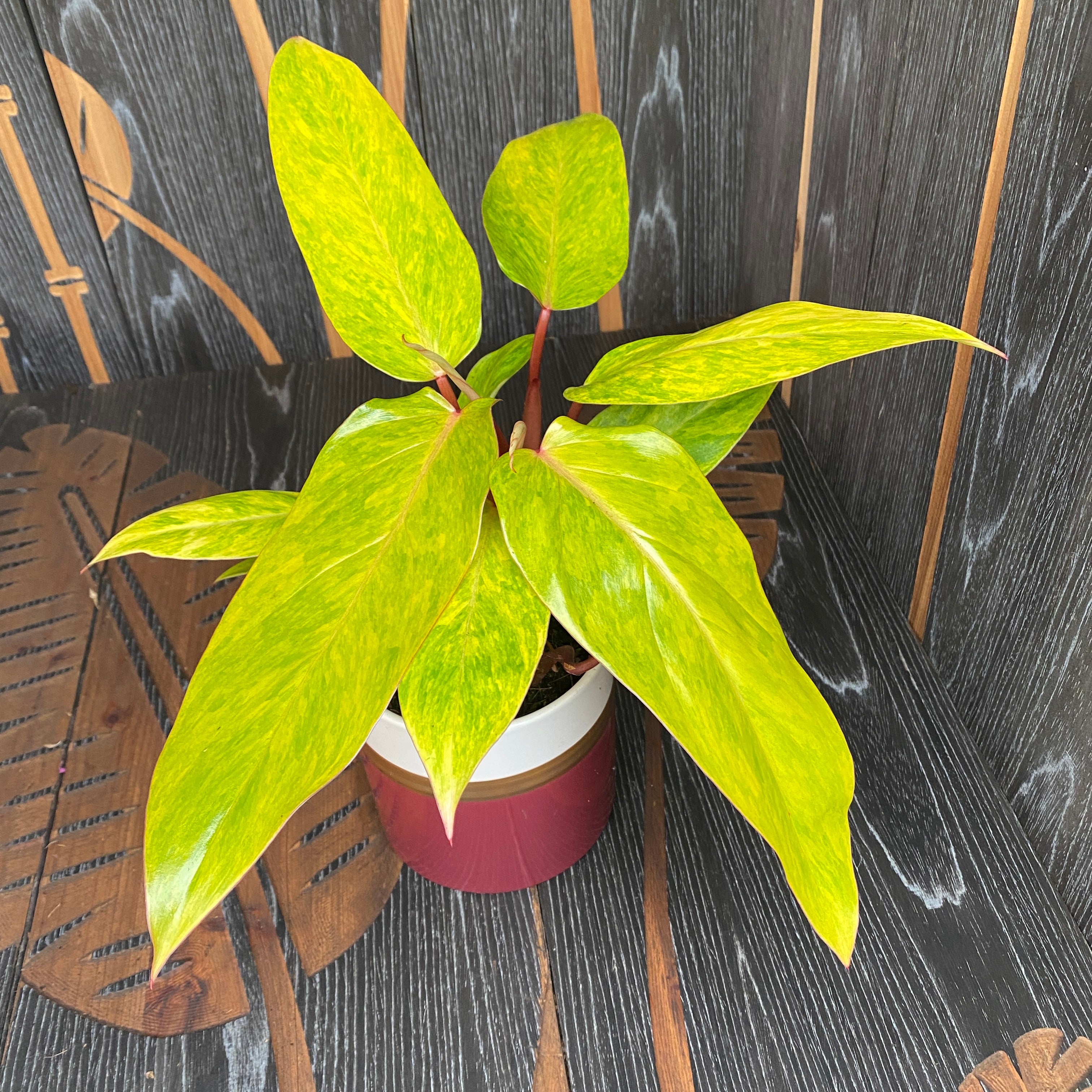 Philodendron 'Painted Lady' - 2 plante/ghiveci