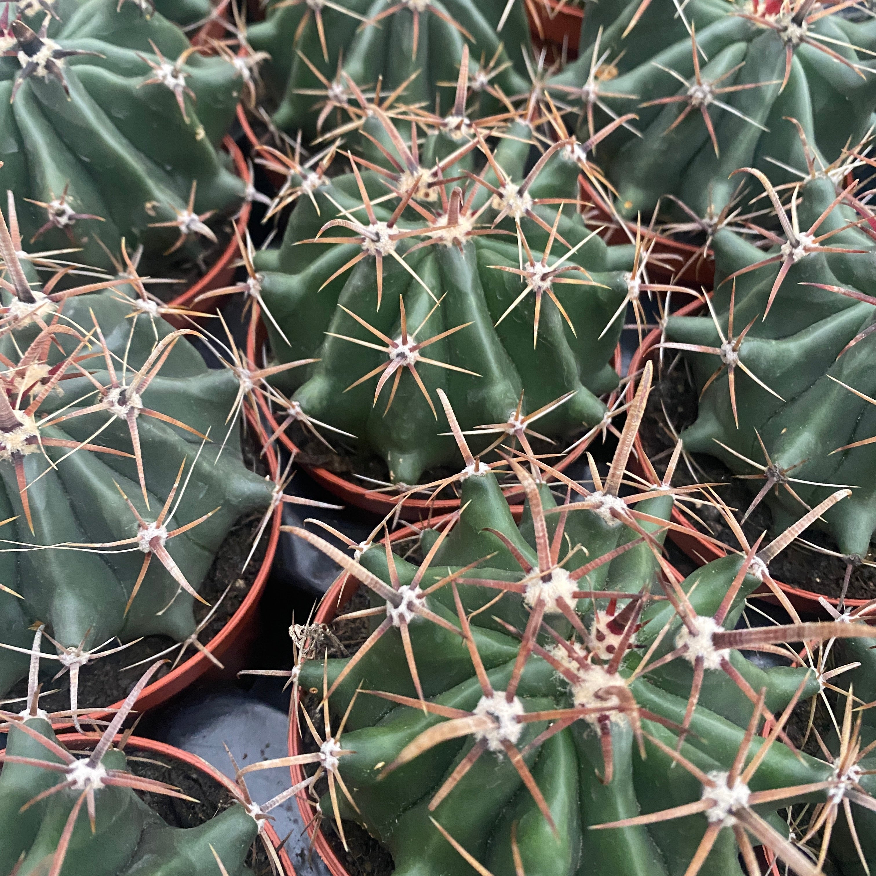 Ferocactus townsendianus