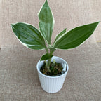 Liparis formosana 'Variegata' (Κοσμητικό Ορχιδέα)