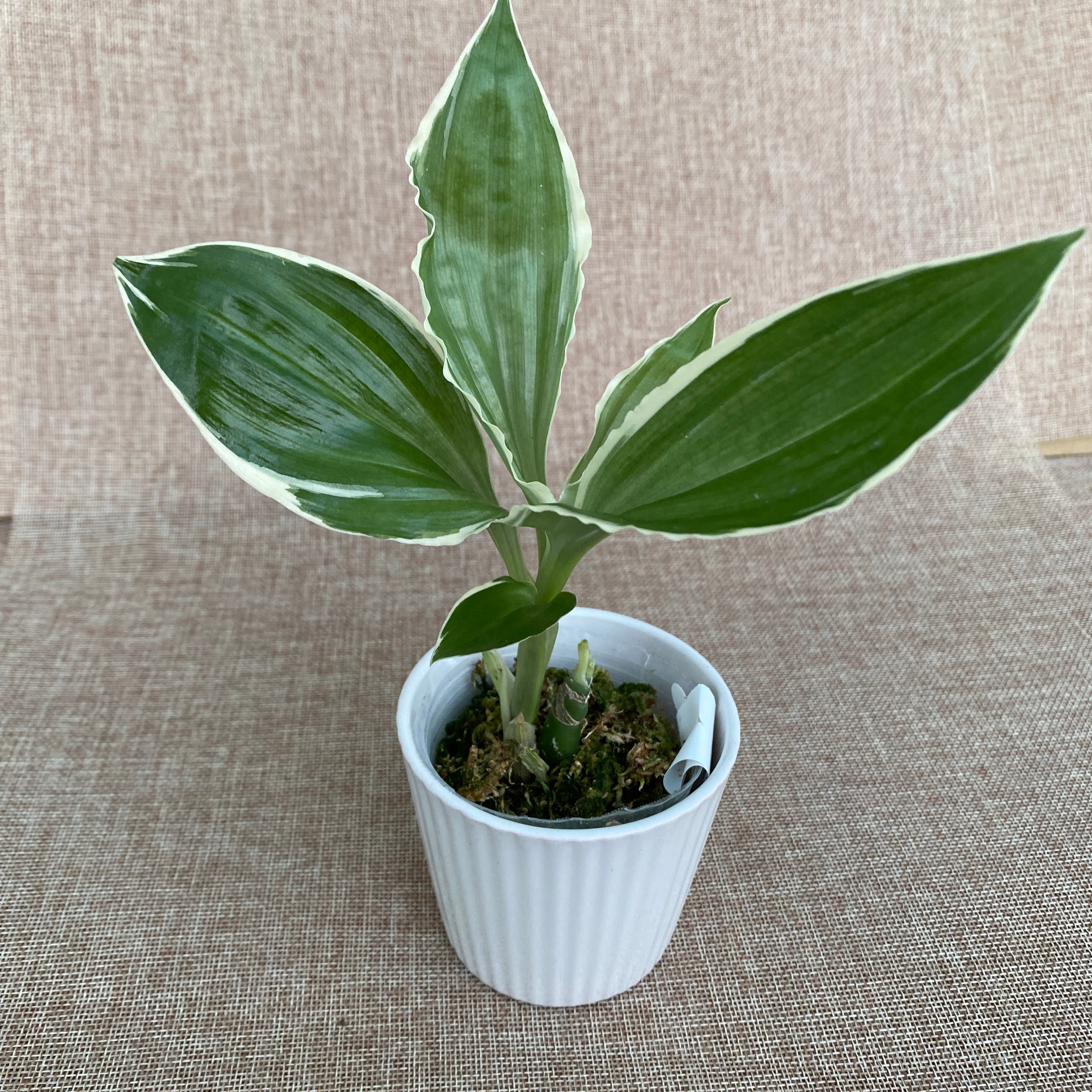 Liparis formosana 'Variegata' (Jewel Orchid)