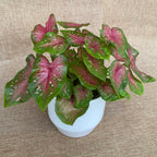Caladium 'Casey’