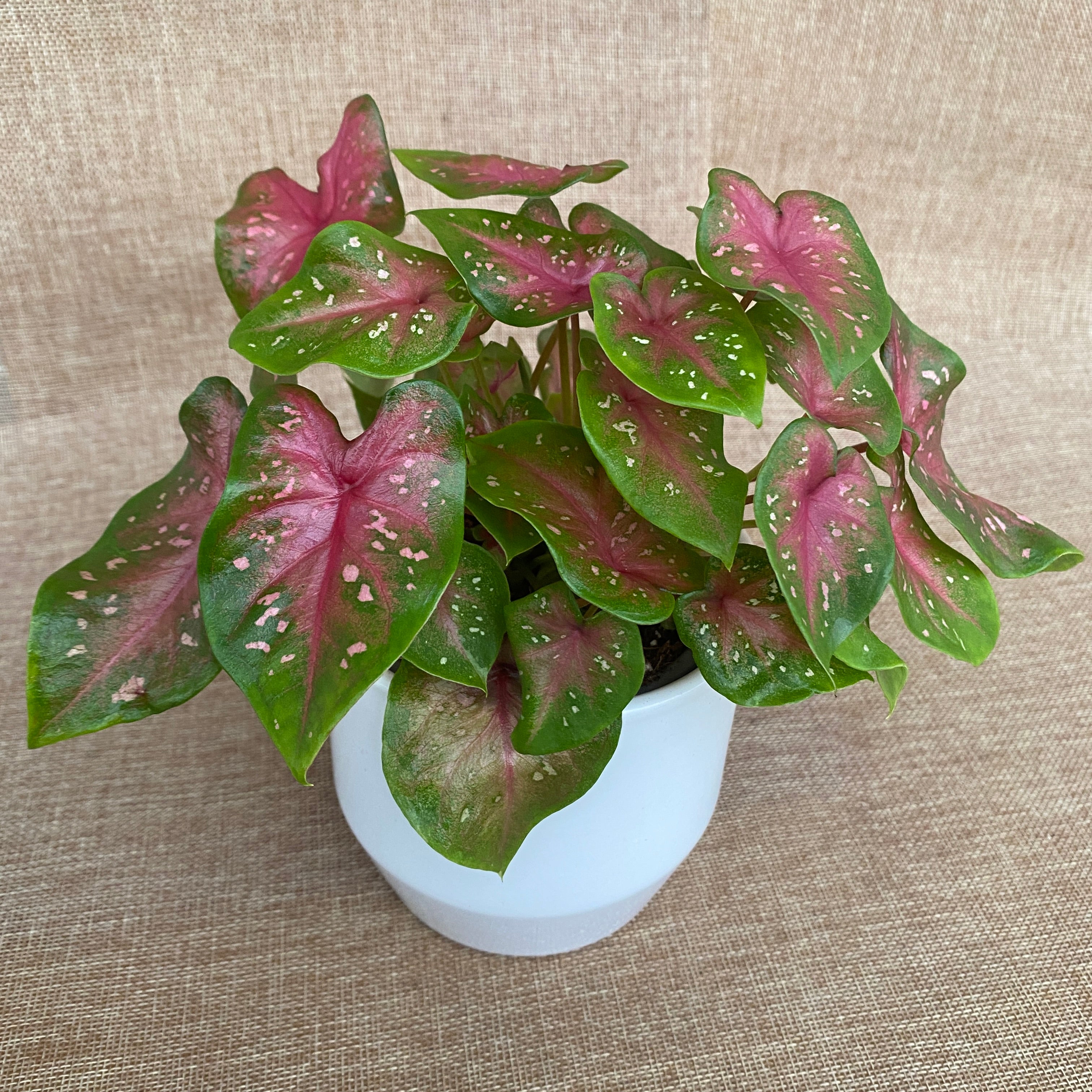 Caladium 'Casey’