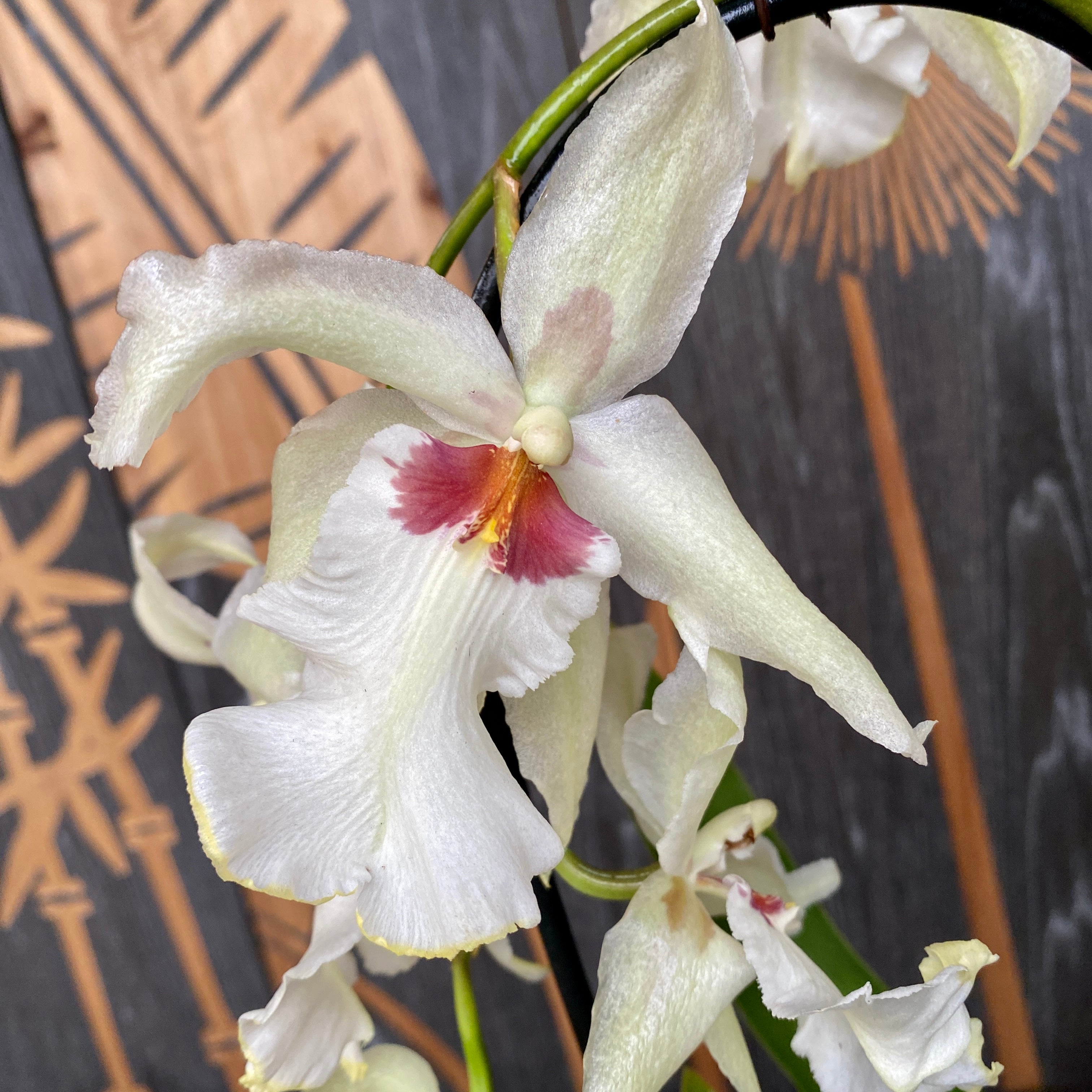 Aliceara Tahoma Glacier "Grün"