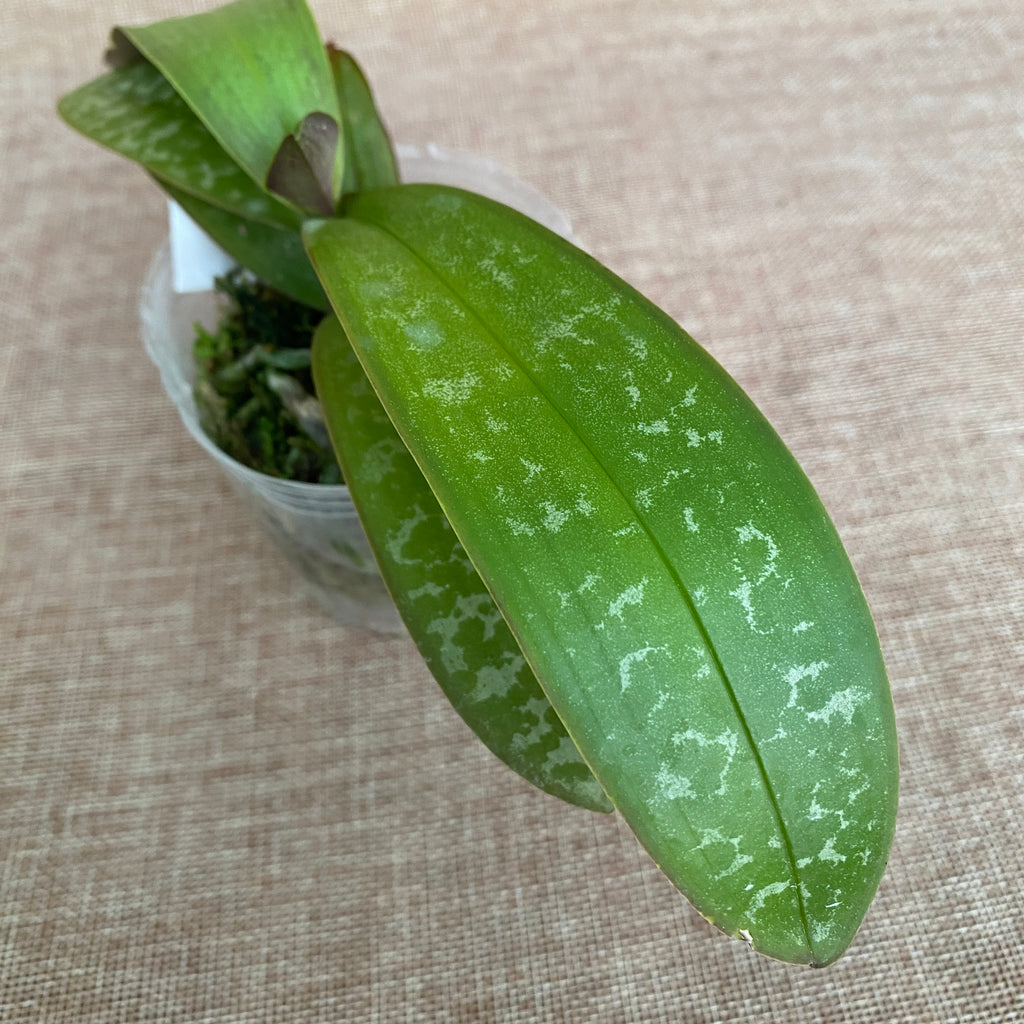 Phalaenopsis stuartiana var. nobilis '915'