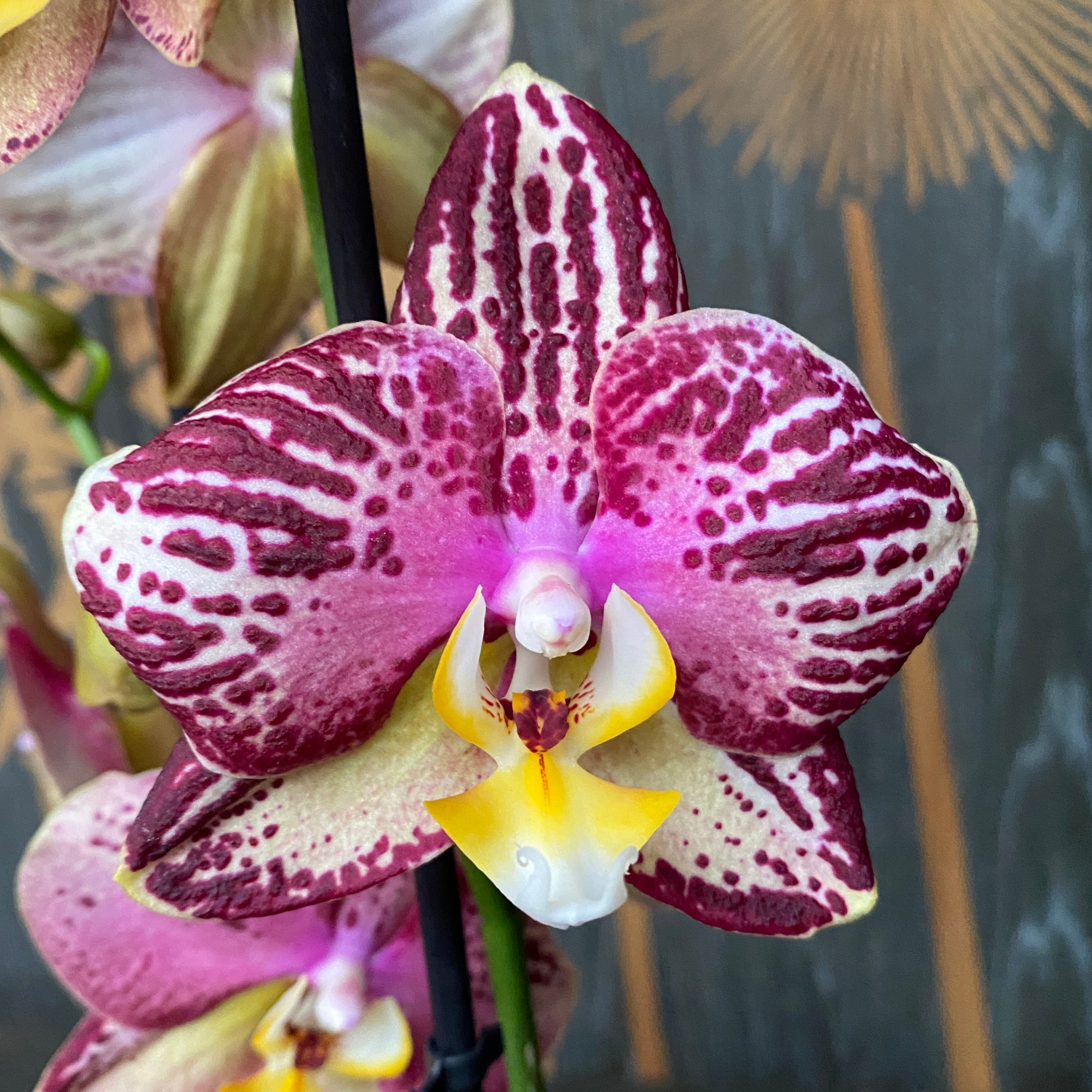 Phalaenopsis Pinif (Phal. Long Pride Flash)