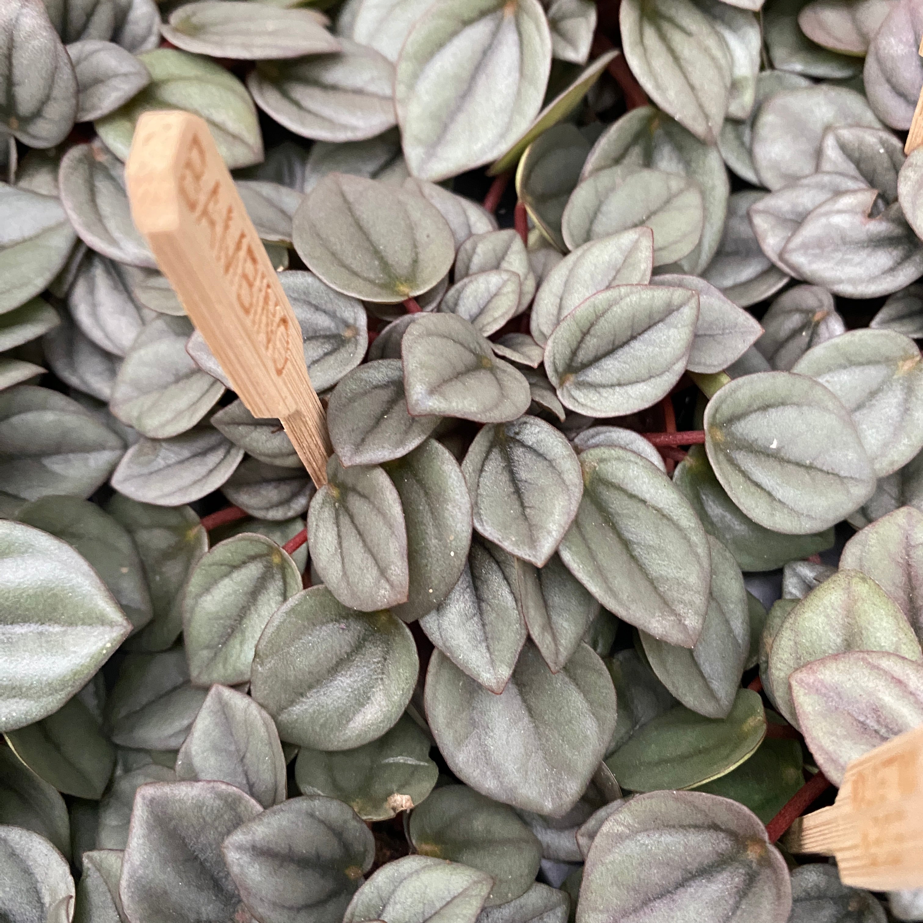 Peperomia 'Napoli Nights'