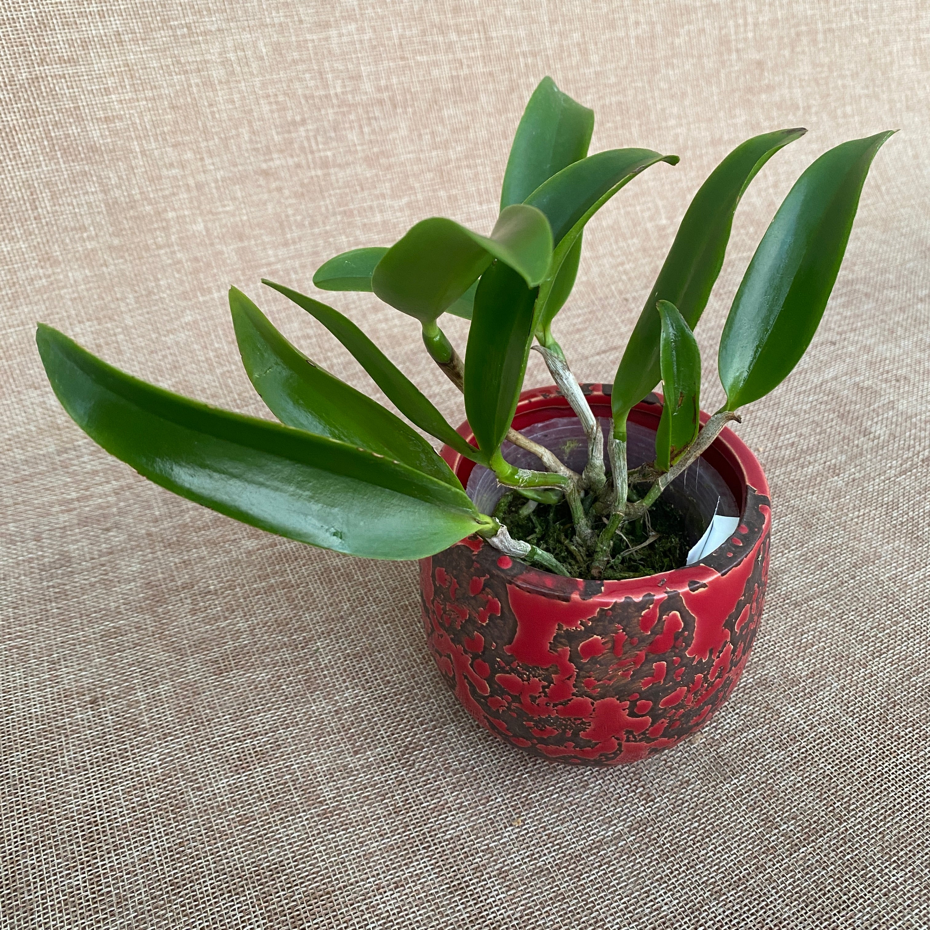 Ctt. Siamese Doll 'Kiwi' - large fragrant flowers