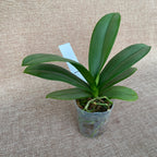 Phalaenopsis Formosa Cranberry 'Wilson'