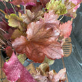 Heuchera 'Carnival Candy Apple'