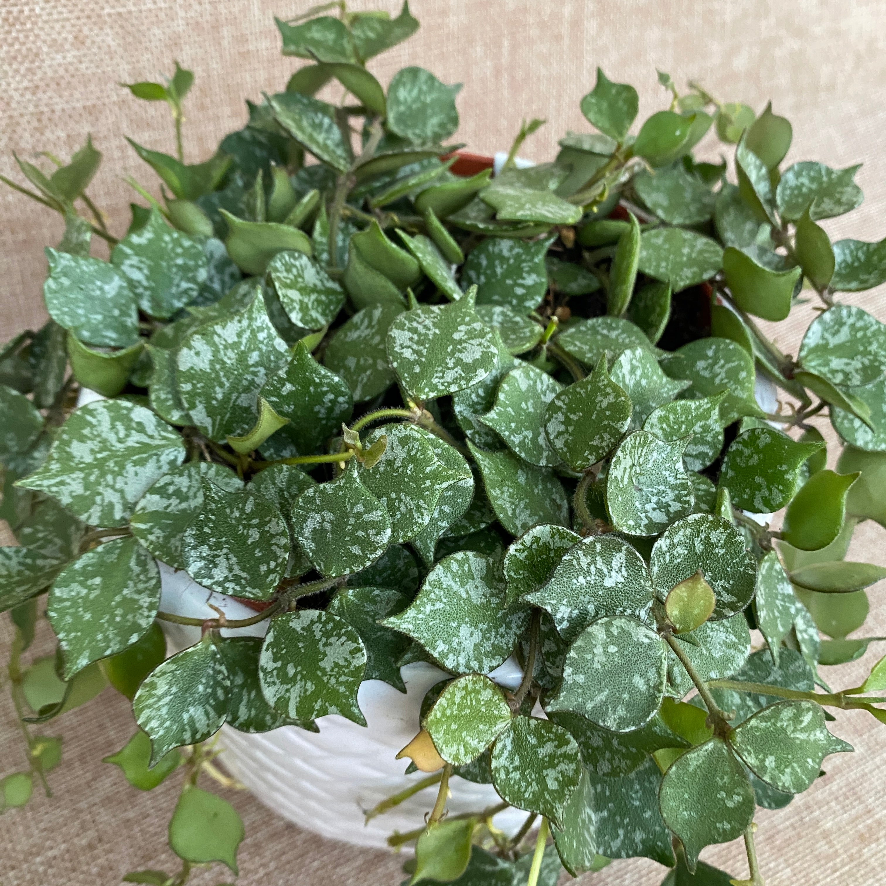 Hoya curtisii D12 - full pots!