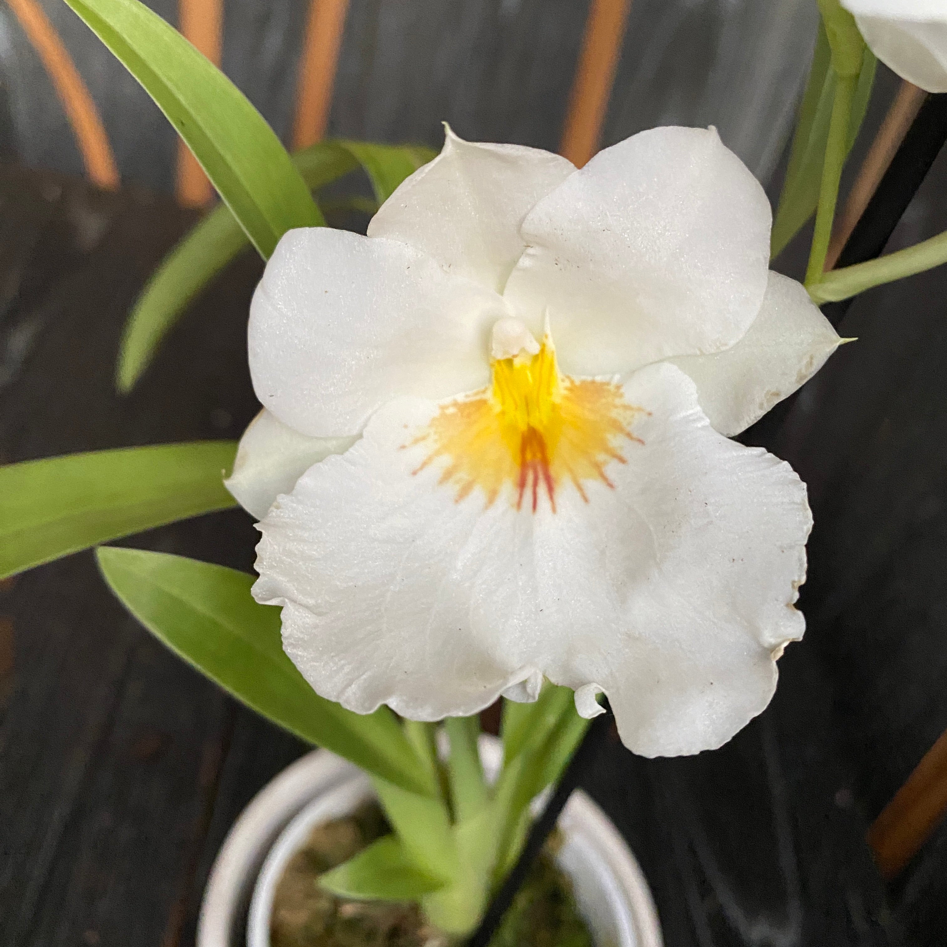 Miltoniopsis Andrea West ‘HOF’ * profumata