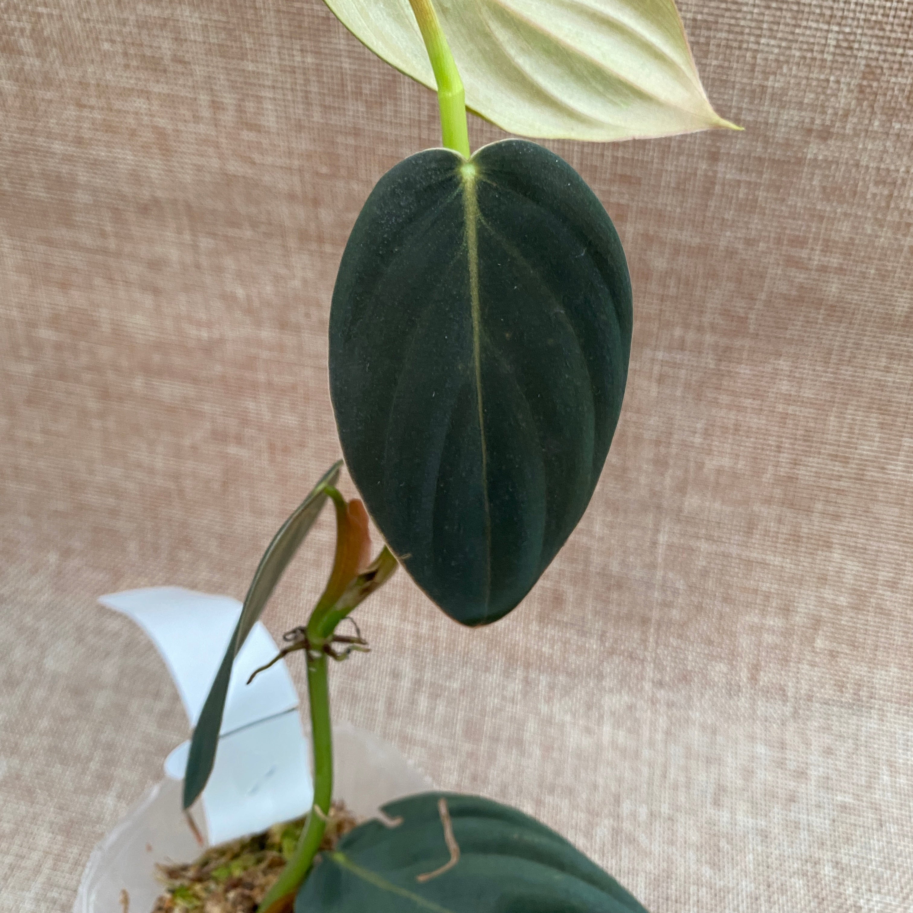 Philodendron gigas (Taiwan)