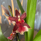 Burrageara Lazio parfumée