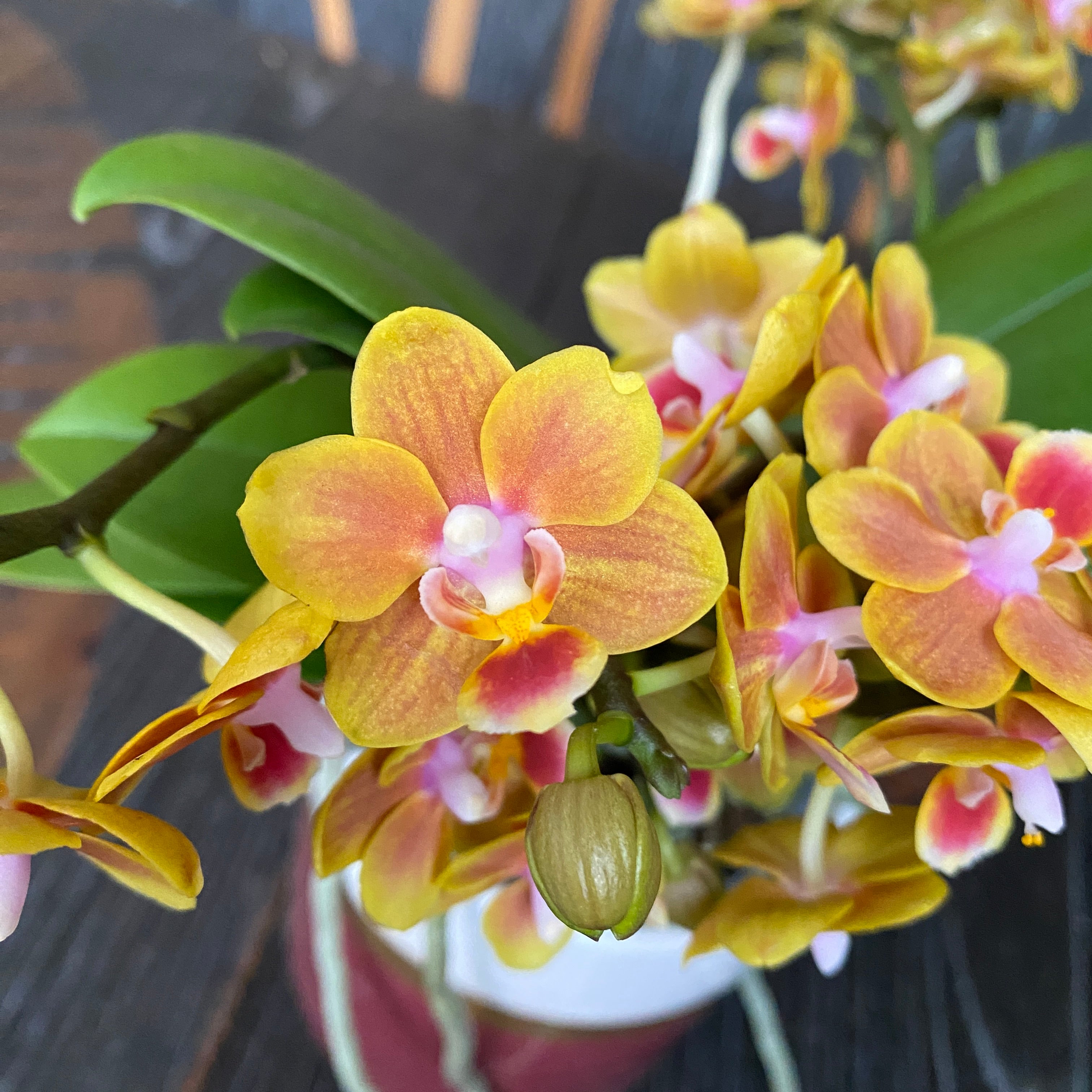 Phalaenopsis Shih Fang Savory Orange - fleurs parfumées