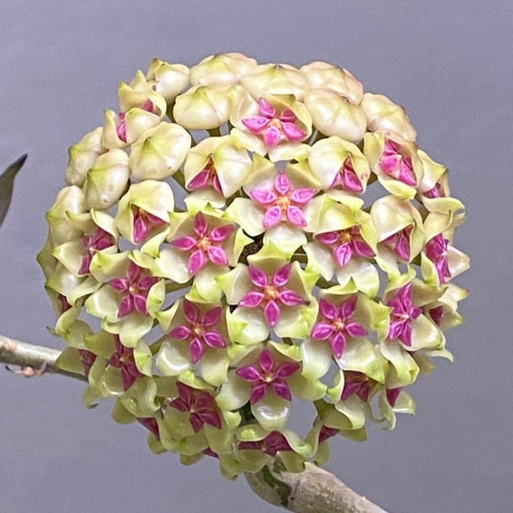 Hoya 'Incensis'