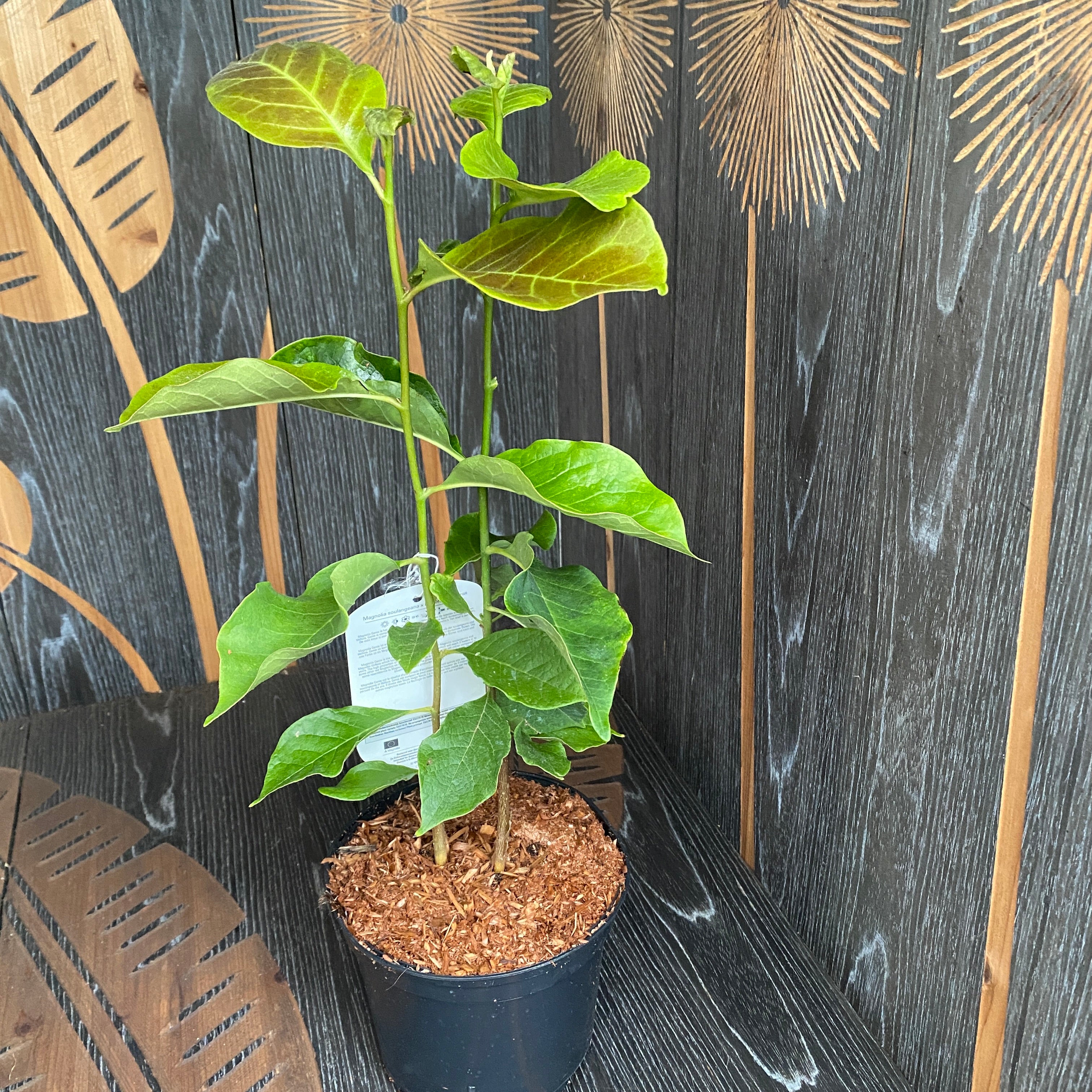 Magnolia 'Black Tulip'