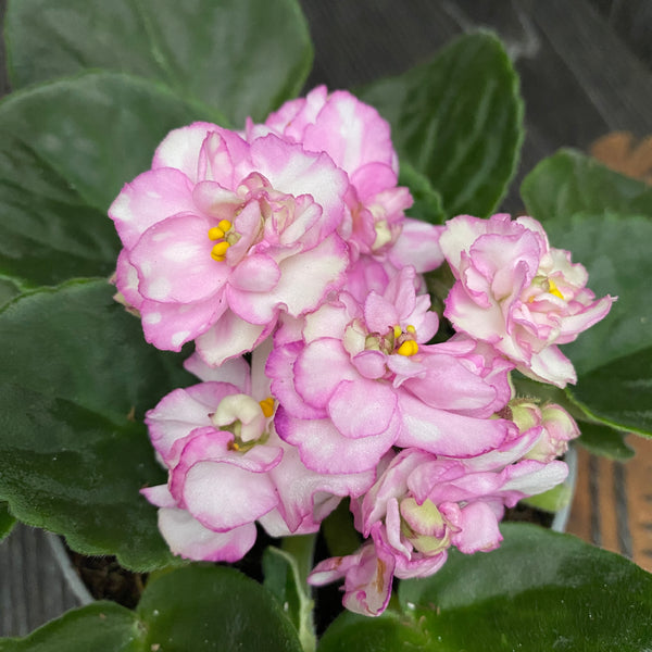 Saintpaulia Rosanne Puck - violete cu flori duble
