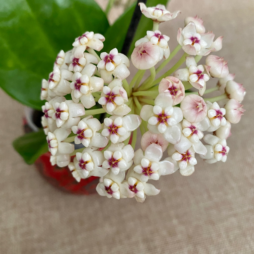 Hoya pachyclada 'Red Corona' - duftende Blüten