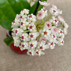 Hoya pachyclada 'Red Corona' - fragrant flowers