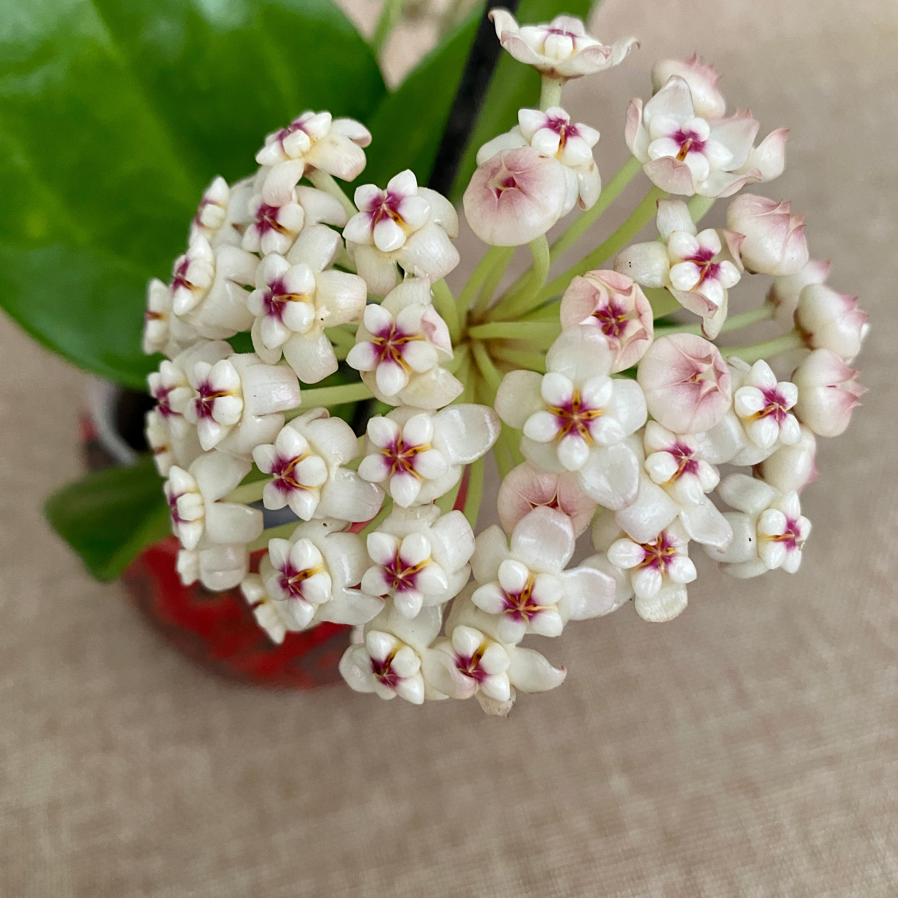 Hoya pachyclada 'Red Corona' - flori parfumate