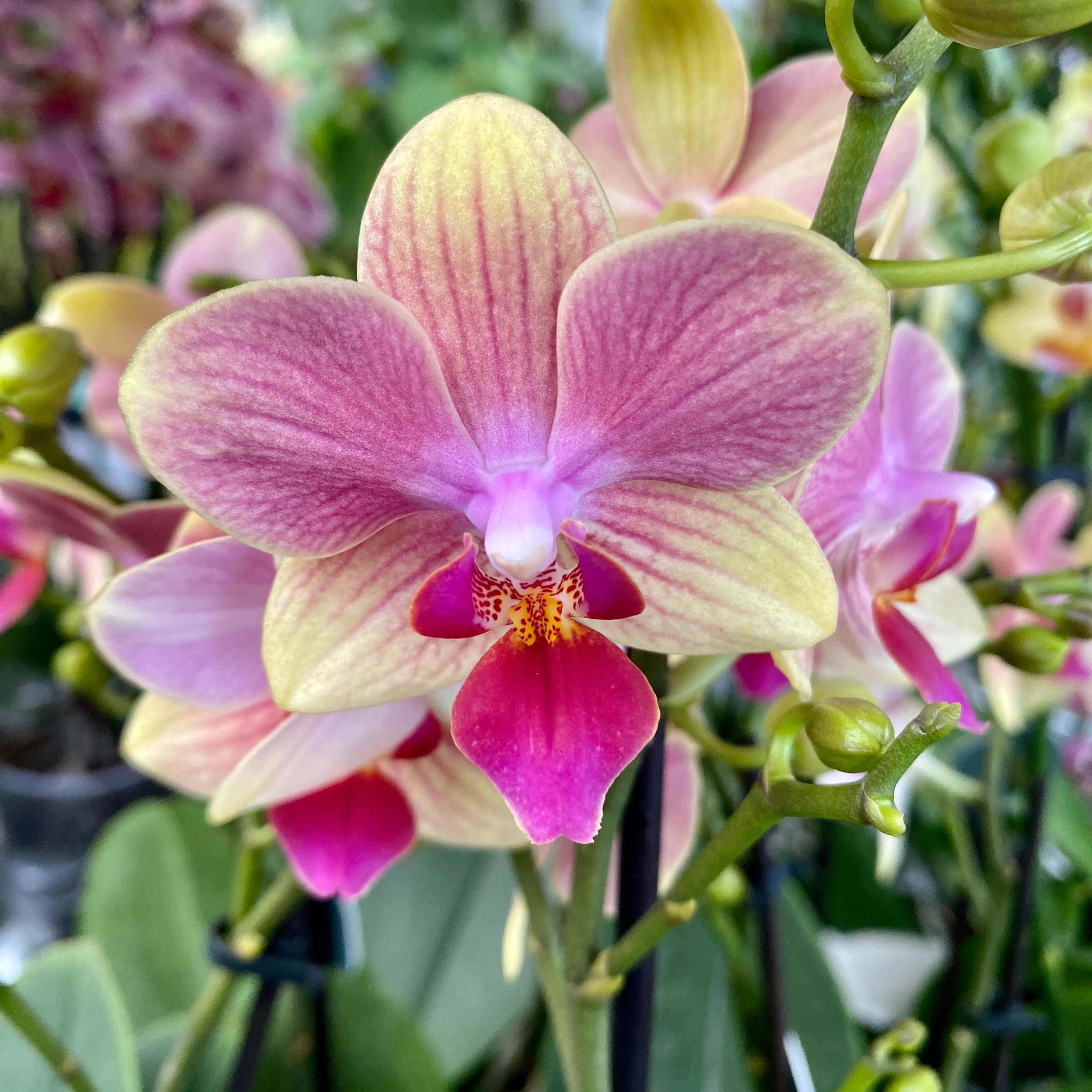 Phalaenopsis Summersong