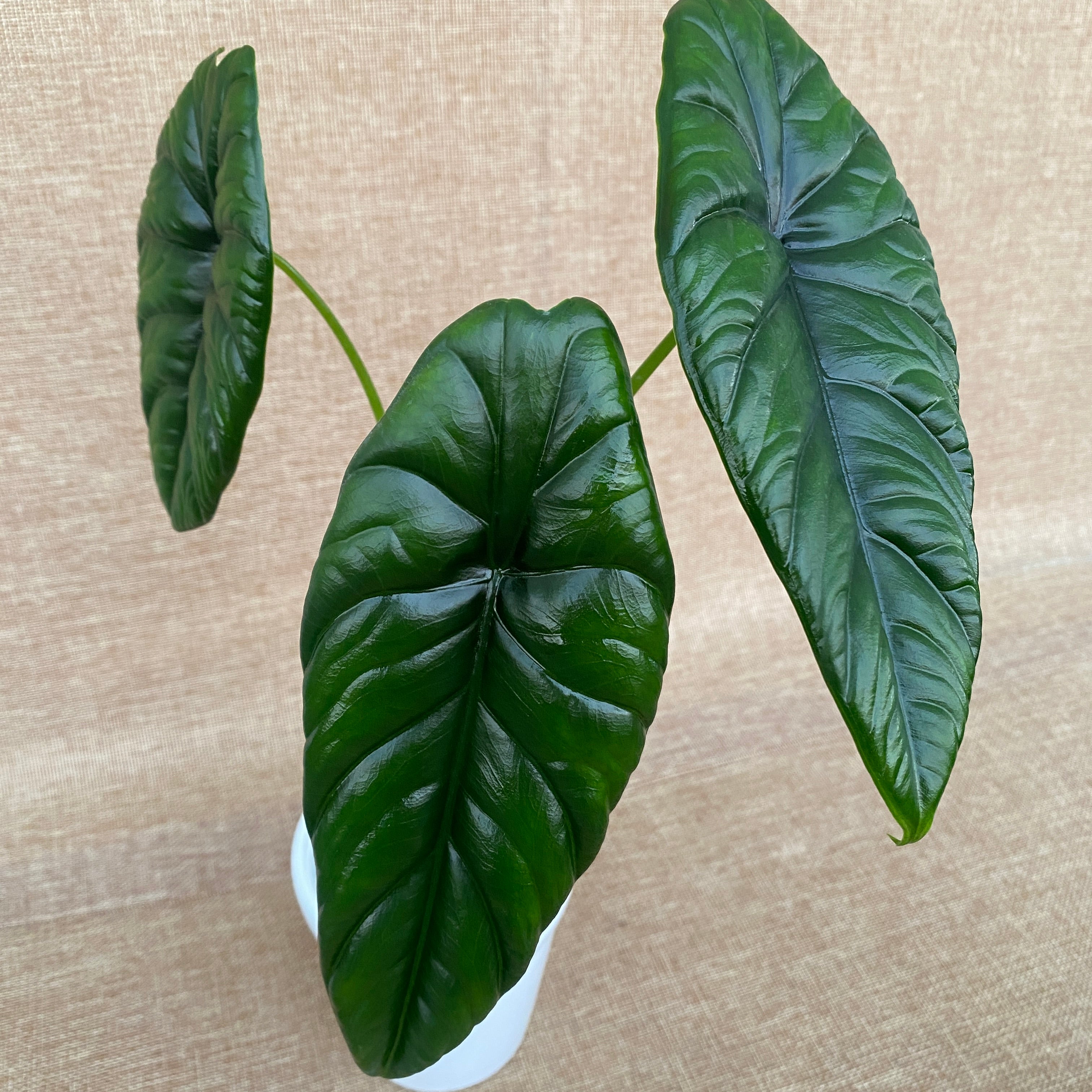 Alocasia puncakborneensis (Alocasia borneensis)