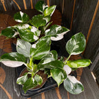 Philodendron White Wizard D12