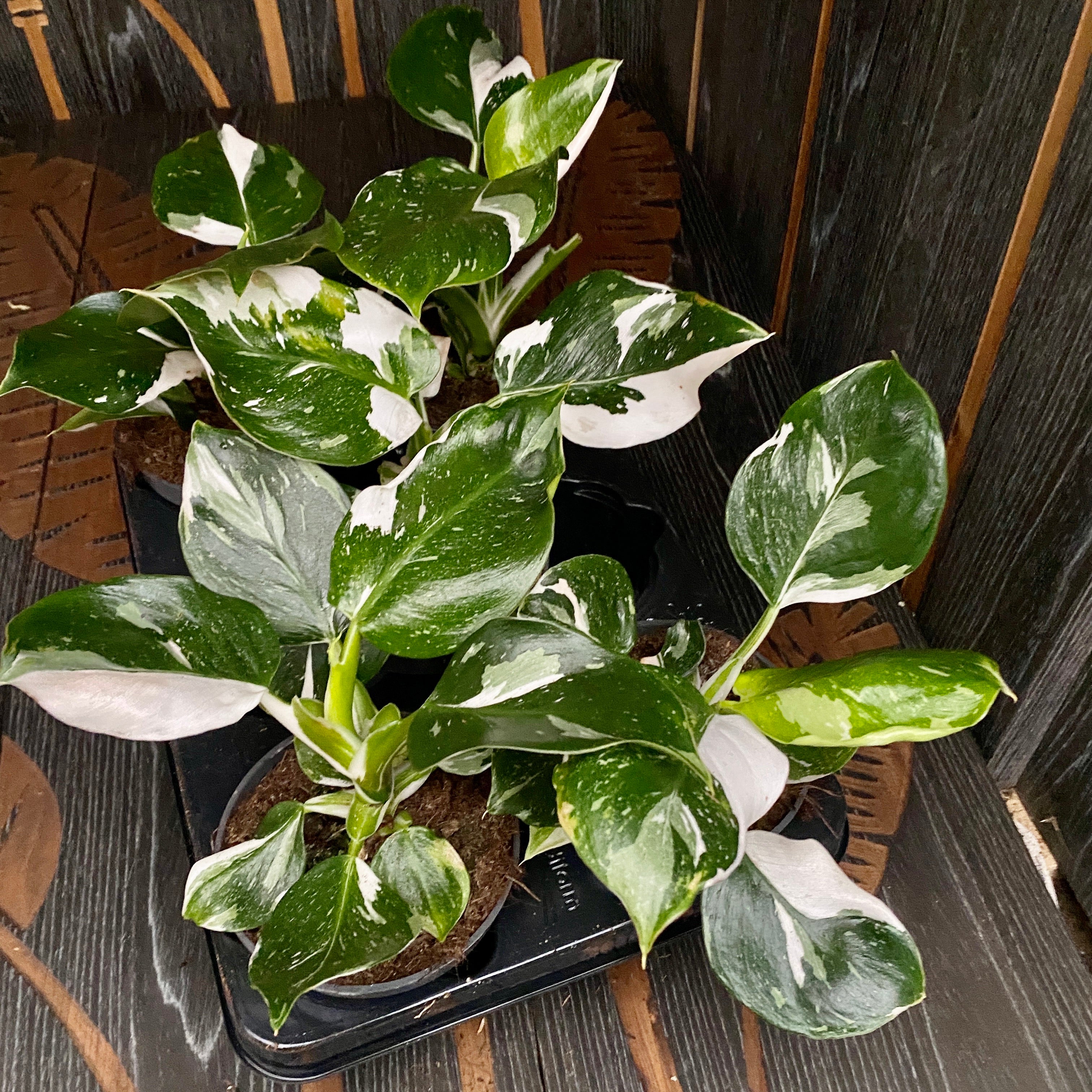 Philodendron White Wizard D12
