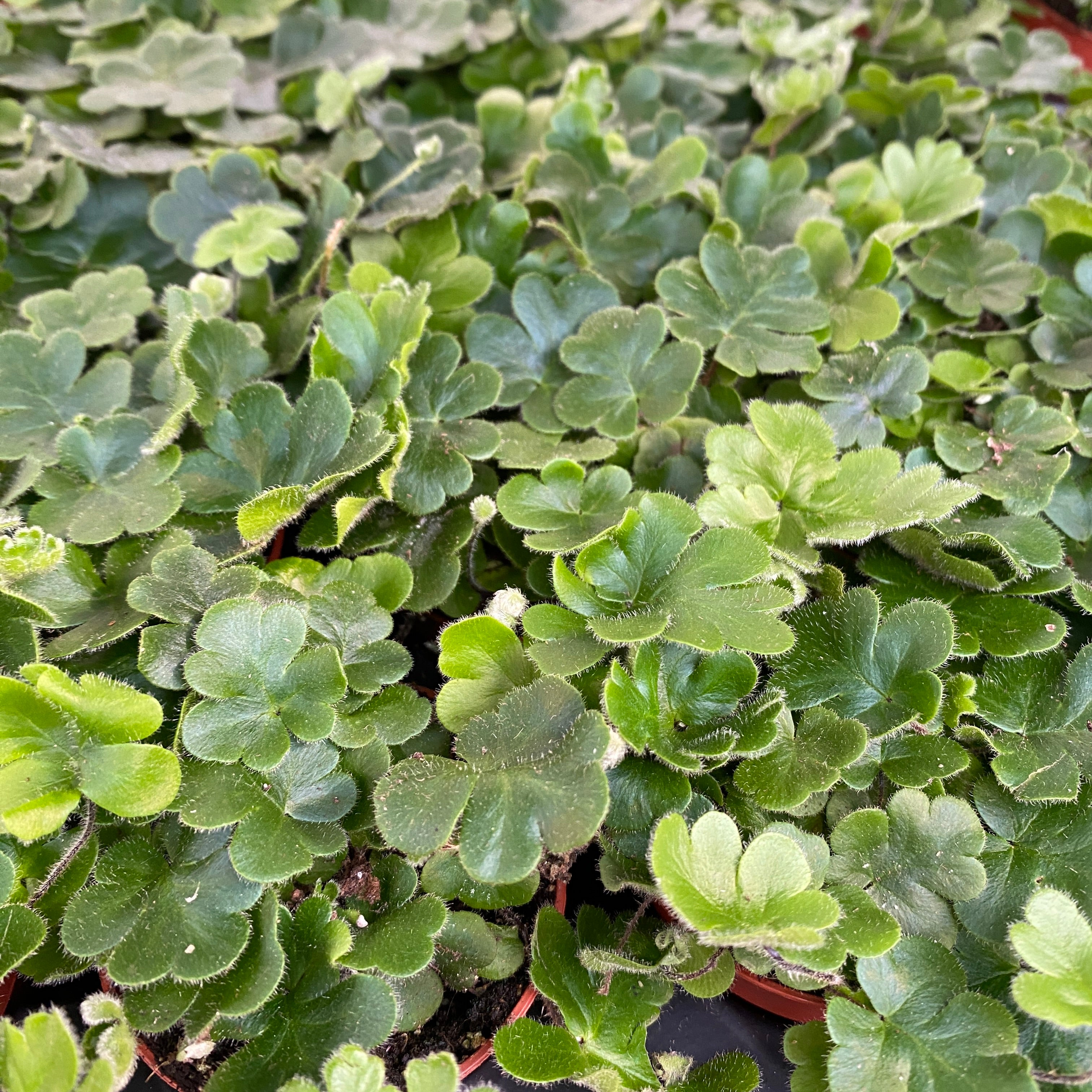 Doryopteris cordata - Antenna Fern (feriga antena)