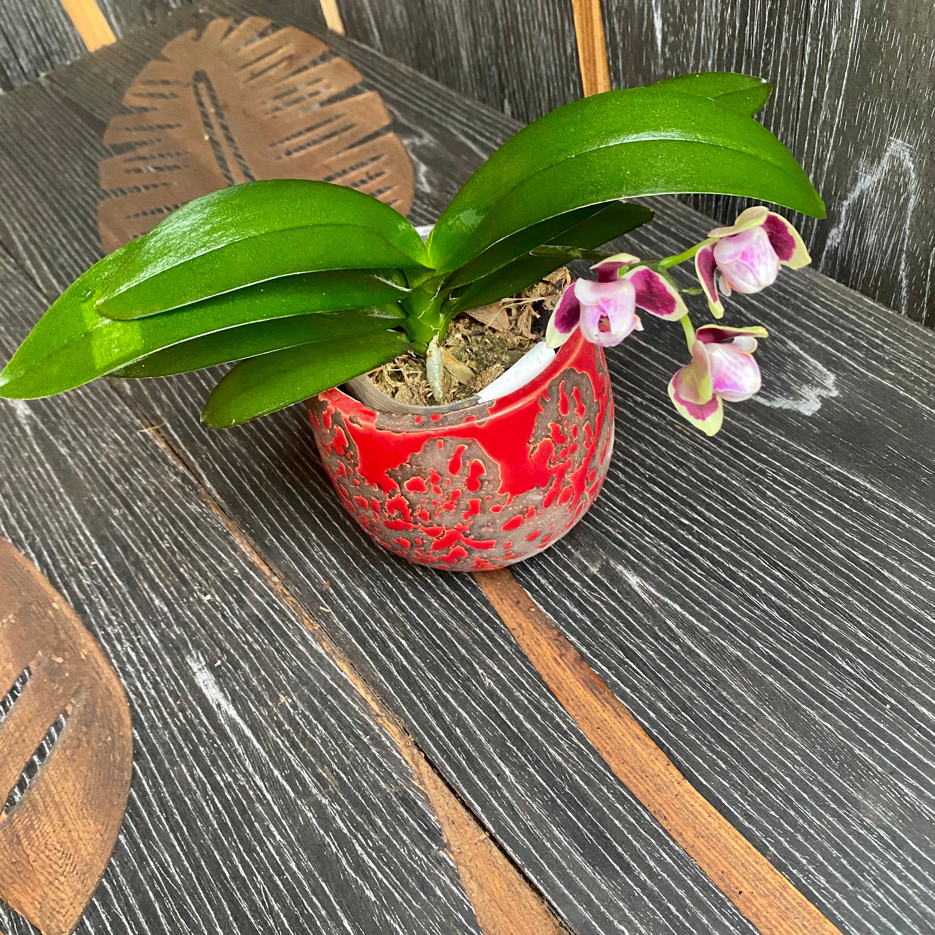 Phalaenopsis Lioulin Sparrow '459' (3lips peloric)