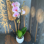 Phalaenopsis Romance