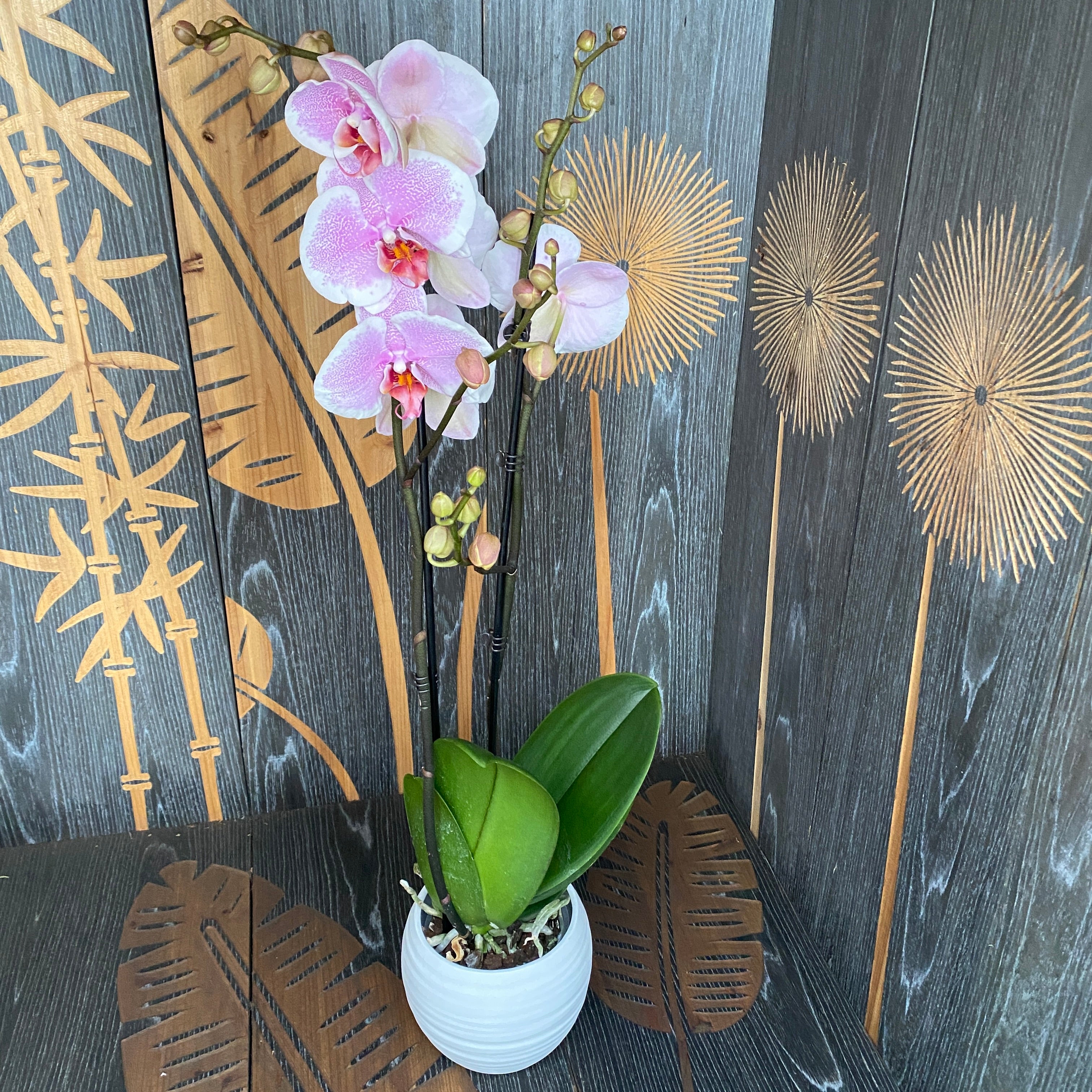 Phalaenopsis Romantik