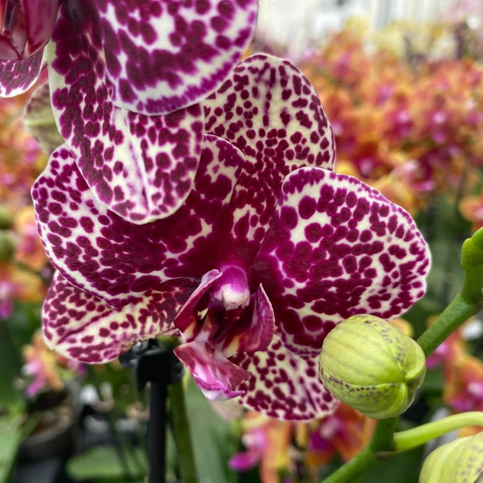 Phalaenopsis Lioulin Wild Cat