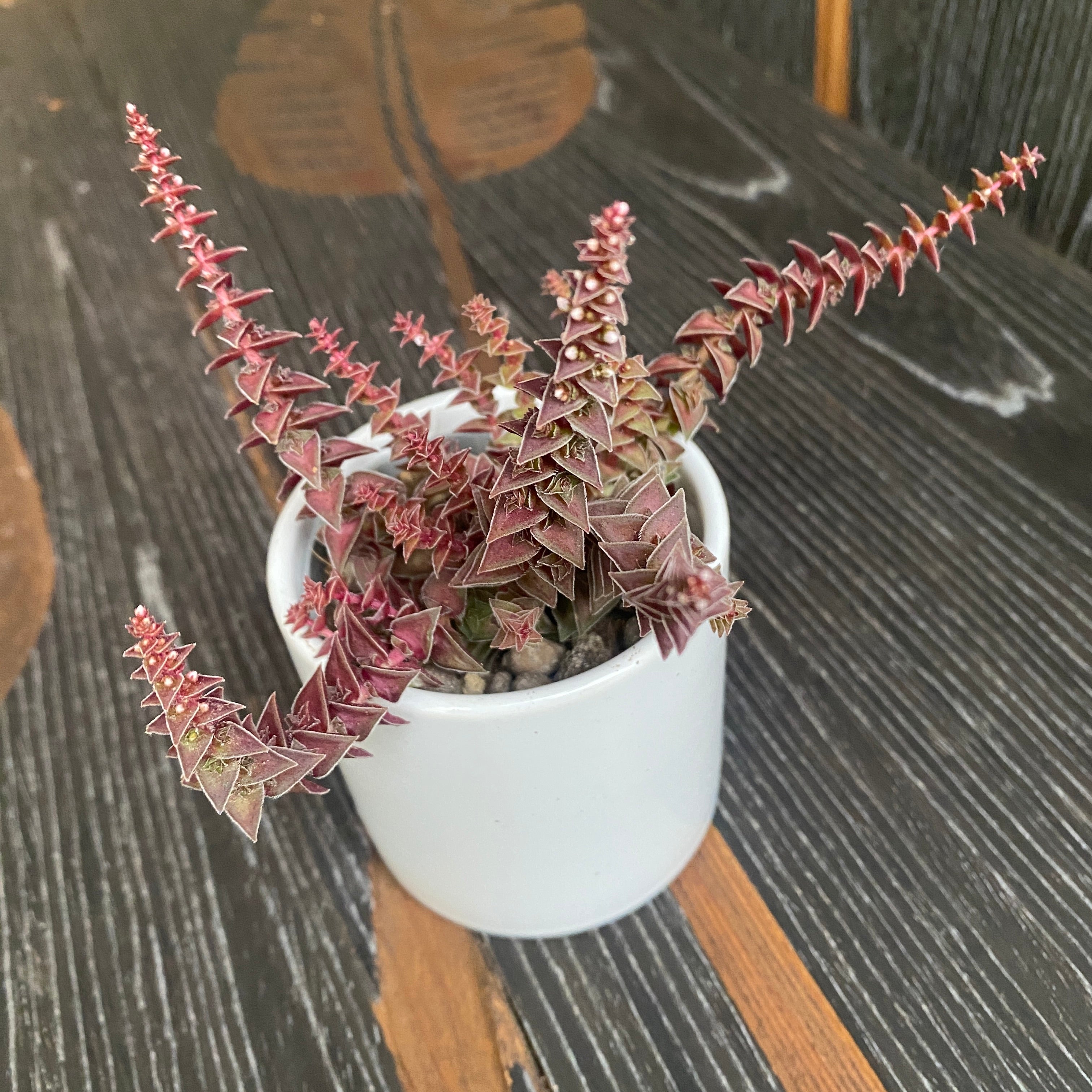 Crassula exilis subsp. cooperi