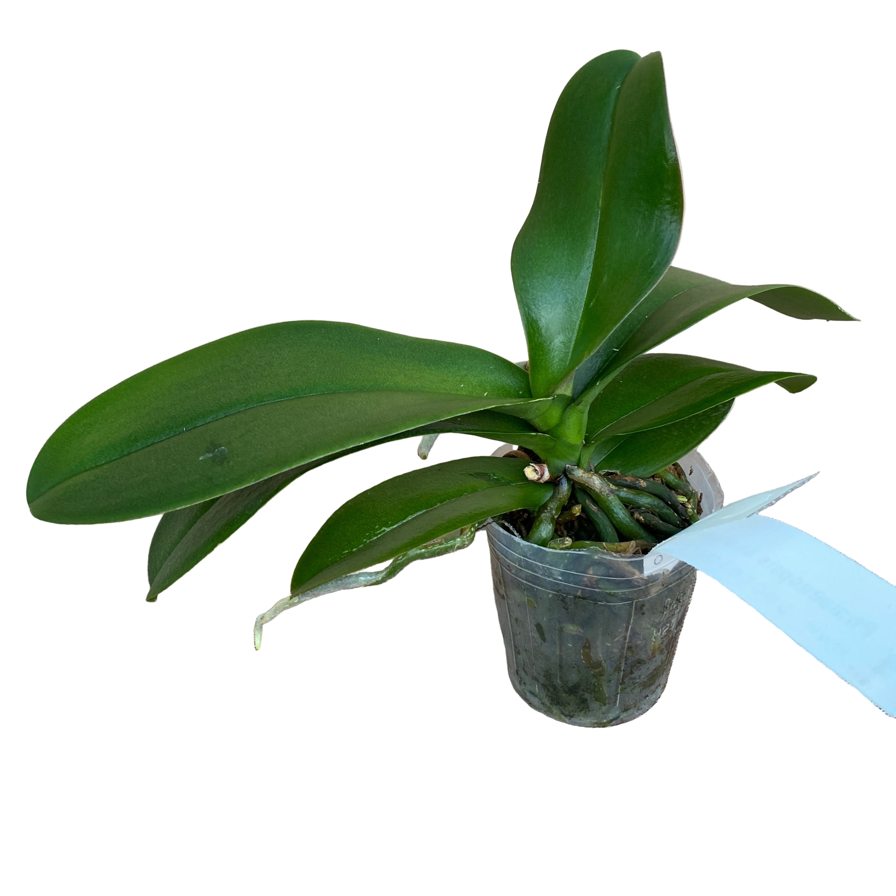 Phalaenopsis Summer Breath