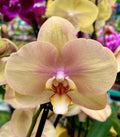 Phalaenopsis Sparks