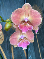 Phalaenopsis ‘Grape Fruit’ big lip