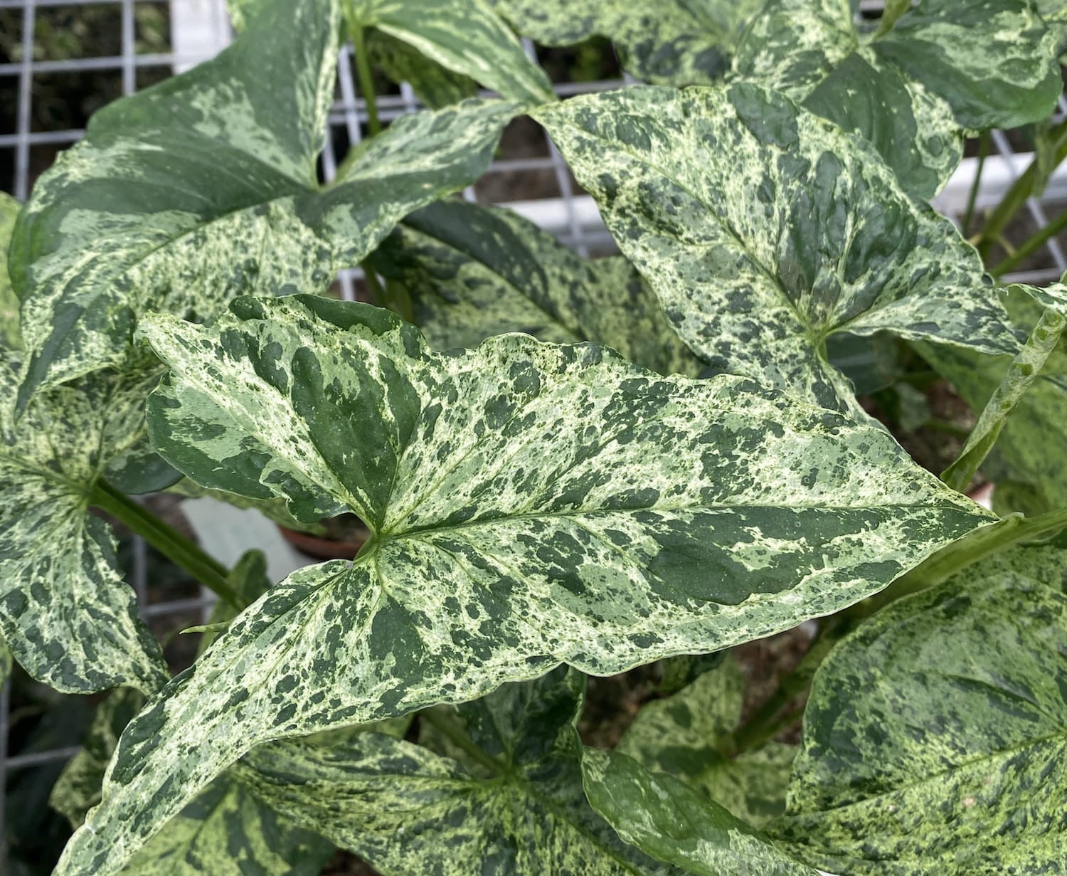 Syngonium podophyllum Mottled 'Mojito' 2pp babyplant